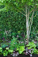 Greens and burgundies of Hosta 'Big Daddy' and 'Hadspen Blue', 'Heuchera Silver Scrolls', Euphorbia mellifera 'Roundway Titan' and Geranium palmatum.