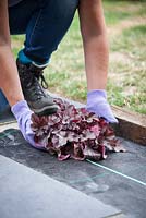 Woman planting a Heuchera plant in weed suppression membrane.