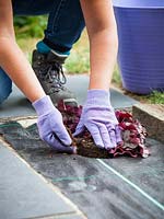 Woman filling the space around the Heuchera plant in with compost.