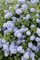 Ceanothus thyrsiflorus 'Repens'