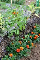 Growing Borage in straw bale underplanted with Tagetes