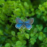Polyommatus bellargus - Adonis Blue butterfly rests on Origanum vulgare - marjoram 