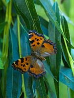 Large Tortoiseshell butterfly - Nymphalis polychloros