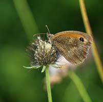 Pyronia tithonus - Gatekeeper butterfly rests on the seedhead of Scabiosa columbaria in a wildflower meadow.