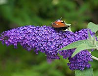 Peacock butterfly - Inachis io feeds on buddleia flowers, the butterfly bush.