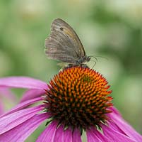 Meadow brown butterfly on Echinacea purpurea, a great plant for wildlife in the garden providing nectar for insects and seeds for birds. Medicinal plant.