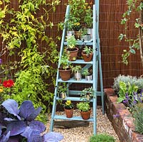Blue-painted ladder provides shelves for pots and cans of herbs and chillies. A movable set of shelves, ideal for a small space.