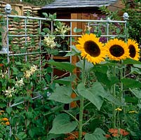 Garden trellis made from steel reinforcing mesh sprayed silver, with acorn finials. Supports honeysuckle, clematis and sunflower Elite Sun.