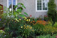 Border with yellow Coreopsis virticillata 'Zagreb' - Tickseed, orange and yellow Hemerocallis - Daylily flowers, Paulownia - Empress Tree and purple flowering Clematis in backyard garden in summer, Jardin Secret garden, Quebec, Canada