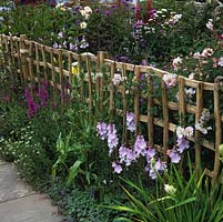 Trellis hurdle of stripped ash tied with rose nails and hemp separates areas of garden. Rosa 'Open Arms', sidalcea, teasel and Lythrum salicaria 'Blush'.