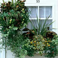 Window box and hanging basket planted with Gold bidens, lysimachia, viola. Phormium tenax. Red trailing verbena. Foliage: coleus, ivy, helichrysum, plectranthus, var. geranium, Hypoestes phyllostachya.