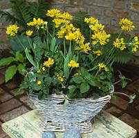 Woven willow basket of golden Allium moly  blended with lysimachia.