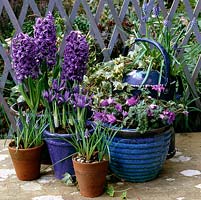 Pots of blue spring bulbs: Muscari armeniacum, Iris reticulata Harmony, Hyacinthus orientalis Delft Blue and Anemone blanda Violet Star. Blue trellis.