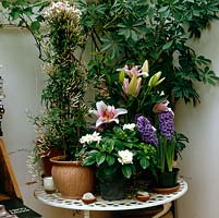 Conservatory table with pots of fragrant lilies, gardenia, jasmine and hyacinth