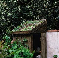 Drought tolerant, living sedum roof on small wooden shed, a former privy.