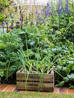 Vegetable plot, separated from flower garden by iron railings. Wooden box of potted onion. In beds in rows, beetroot, curly kale and tomato.
