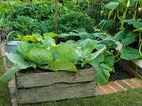 Vegetable plot, separated from flower garden by iron railings. Wooden box of cabbage. In beds in rows behind, curly kale, beetroot and courgette.