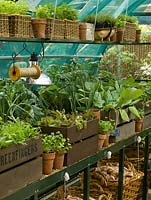 On greenhouse shelves, boxes, wooden crates and baskets of herbs and vegetables ready for planting. String.