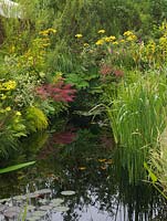 Pool edged in iris, pontederia, ligularia, gunnera, primula, astilbe, dogwood and rushes, casting reflections in the still water.