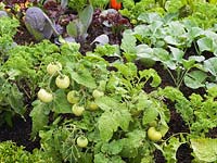 In vegetable bed, trailing tomatoes amidst curly kale and cabbages.