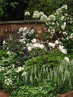 Walled garden. White bed: Allium Mount Everest, Salvia x sylvestris Schneehugel, Viola cornuta Alba, foxglove, aquilegia, Rosa Rambling Rector, Paeonia Krinkled White.