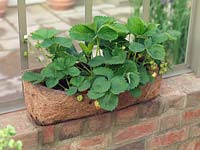 A window box of strawberries.