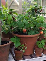 Terracotta pots of abutilon and strawberries on shelf in greenhouse.