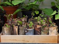 On greenhouse bench, vegetable seedlings thrive in compost, wrapped in damp newspaper.