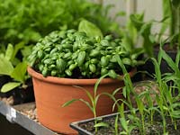 Terracotta pot of basil thrives in warmth of a greenhouse.