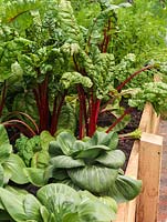 Raised vegetable beds planted with rows of pak choi and Ruby chard.