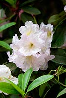 Rhododendron 'Naomi Glow', May, Surrey