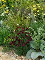 Dianthus cruentus sits at the front of a loosely planted summer border.