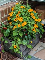 A wooden crate used as a small raised bed for for Chillies planted with Black eyed Susan.