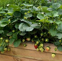 Fragaria growing in small raised border 