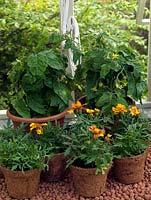 Tomato plants with Marigold companions to repel insect pests.