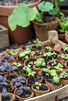 Young basil plants growing under cover in a greenhouse.