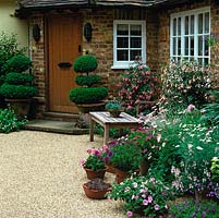 Front door flanked by pots of box topiary. Nearby, teak bench by pots of fuchsia, verbena, argyranthemum and pelargonium. Echeveria in pot on teak table. Gravel drive.
