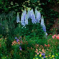 Against honeysuckle on wall, blue Delphinium 'New Dawn' rises above pink alstroemeria and campanula.