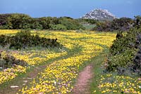 Mixture of Senecio littoreus - Hongerblom or Shore Ragwort and Senecio abruptus - Hongerblom or Yellow Starvation Ragwort, West Coast National Park, Langebaan, Western Cape, South Africa