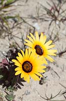 Ursinia anthemoides - Common parachute daisy, Langebaan, Western Cape, South Africa