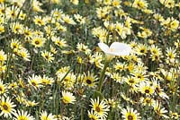 Ursinia anthemoides - Common parachute daisy and Zantedeshia aethiopica - Arum or Calls Lily, Darling, Western Cape, South Africa