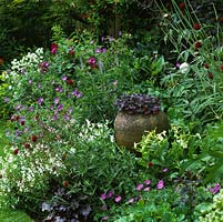 Terracotta pot creates focal point in bed of roses, heuchera, nicotiana, scabious, viola, hardy geranium, astrantia and veronica.