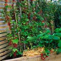 Supported on wood slatted fence, row of redcurrants, gooseberries and strawberries.