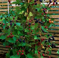 Supported by wooden slatted fence, juicy blackberries grown on the perimeter of a kitchen garden.