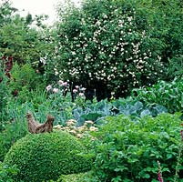 Rosa 'Felicite Perpetue' smothering arbour, box balls, potatoes, cabbages, leeks, sweet corn and poppies.