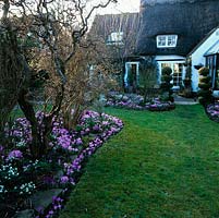 27m x 18m rear garden of C17 thatched cottage is carpeted in late winter with snowdrops, hellebores and Crocus tommasinianus. On left: contorted hazel. RH: lonicera topiary.