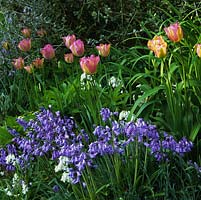 Tulipa Groenland intermingling with bluebells in mid spring.