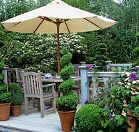 Painted wooden terrace with table and chairs. Topiary box spirals and balls in pots. Cloud tree - Ilex crenata. Clematis on balustrading.