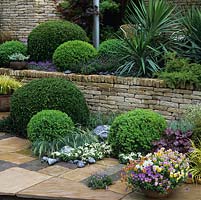 In paved courtyard, box domes in assorted sizes create permanent framework amidst ornamental grasses, spiky yuccas and seasonal, ephemeral planting.