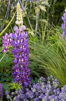 Lupinus 'Persian Slipper' and Deschampsia flexuosa, underplanted with Eryngium bourgatii 'Picos Amethyst'. Hampton Court Flower Show 2014. Garden: The Bounce Back Foundation Garden - Untying the Knot. Designer: Frederic Whyte. Sponsor: The Bounce Back Foundation